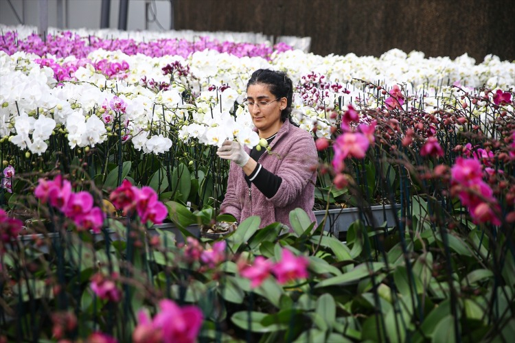 Sevgililer Günü’nde En Çok Tercih Edilen Çiçekler