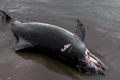 Adana Karataş’ta sahile ölü yunus vurdu