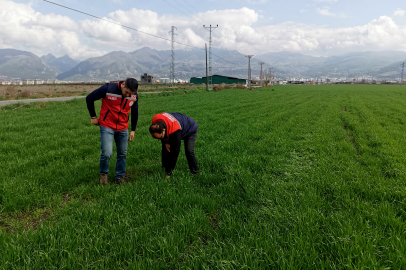 Taşkın ve su baskınları sonrası tarım alanlarına inceleme