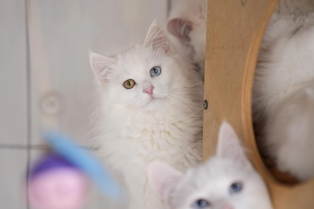Ankara’ya özgü kedi ırkı devlet koruması altında yaşatılmaya devam ediyor