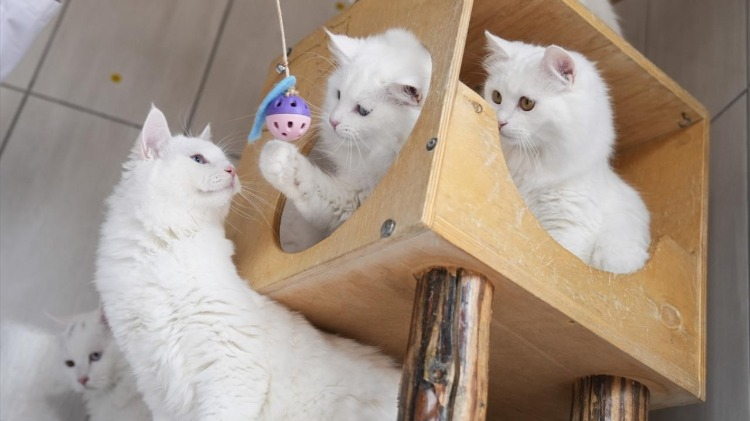 Ayasofya’ya gönderilen kediler