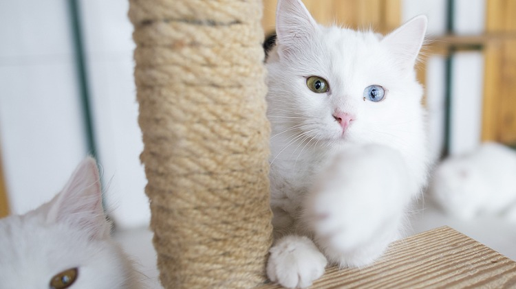 50 anaç kedi koruma altında