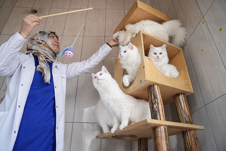 Sahiplendirme mama karşılığı yapılıyor