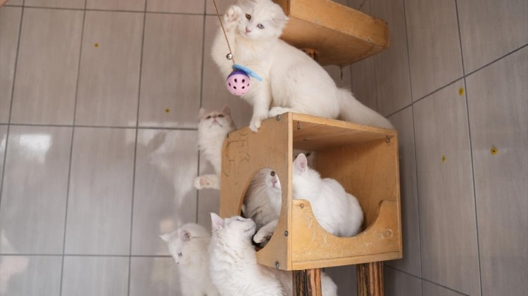 “Endemik bir tür ve devlet koruması altında”