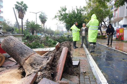 Bulvarda fırtına dehşeti: Ağaçlar kökünden söküldü