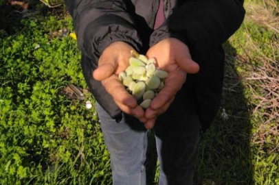 Kara kışta meyve veren badem ağacı şaşırttı