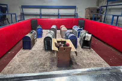 Polis temizlik işçisi kılığına girdi, horoz dövüşü düzenini çökertti