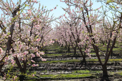 Adana’da yalancı bahar etkisi: Şeftali ağaçları erken çiçek açtı