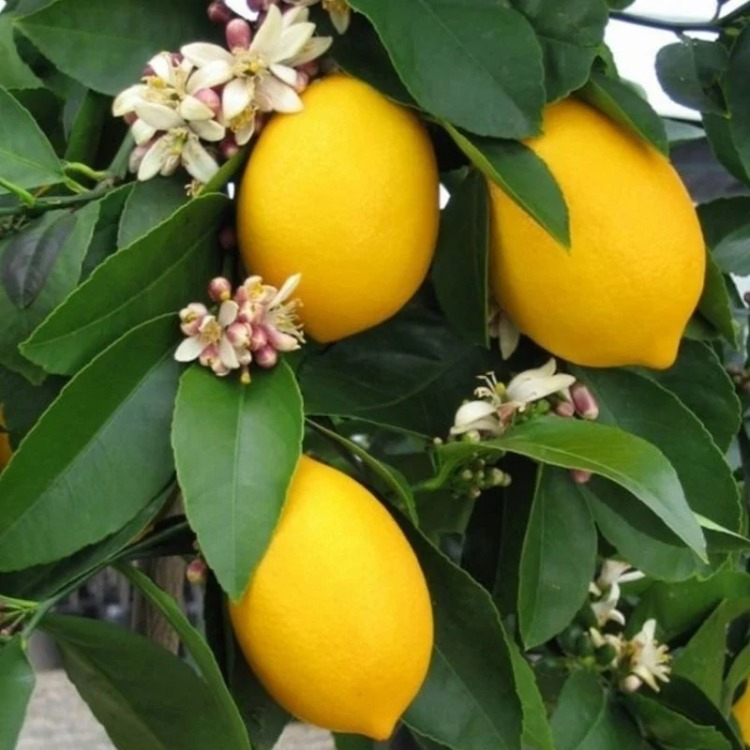 Narenciye Ağaçları