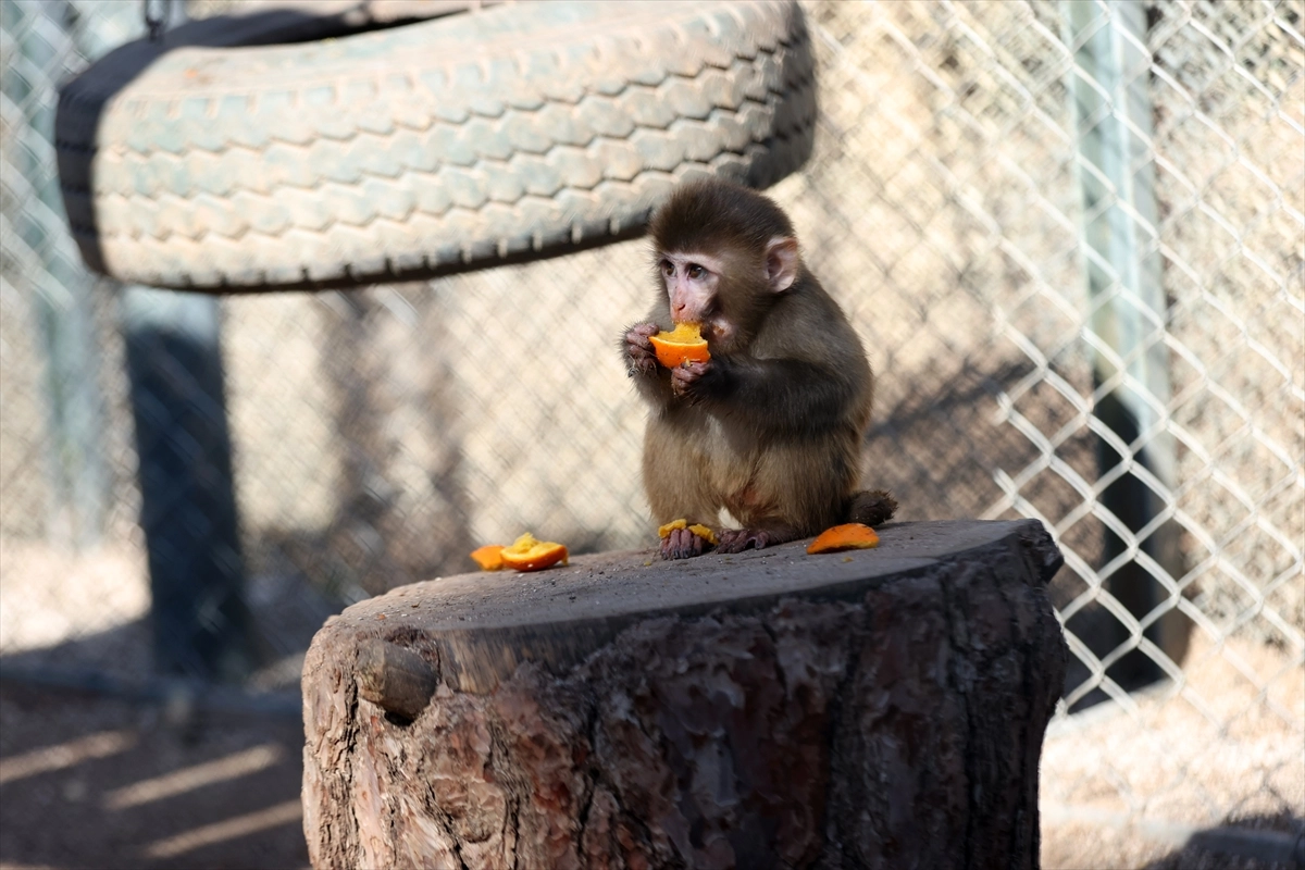 Uyuşturucu operasyonunda kurtarılan yavru maymun Portakal yeni yuvasına kavuştu
