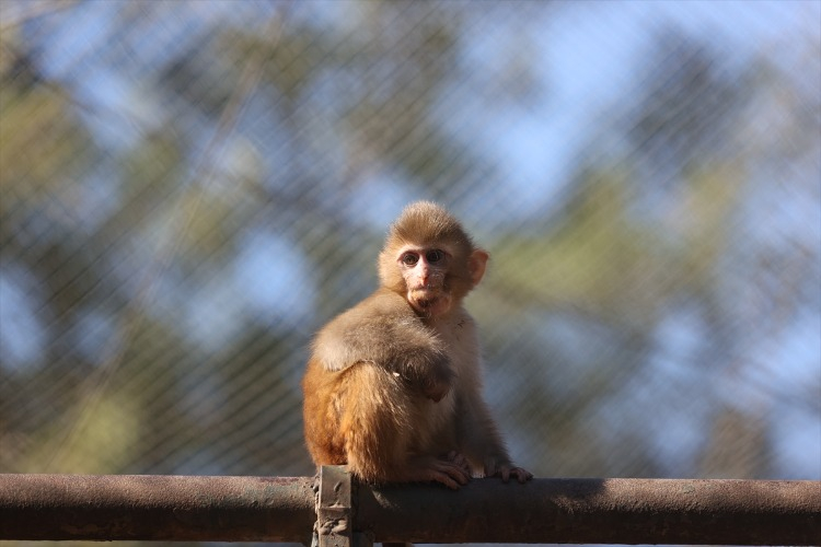 GÜNLÜK YARIM KİLO SEBZE VE ÖZEL PROTEİN DİYETİ