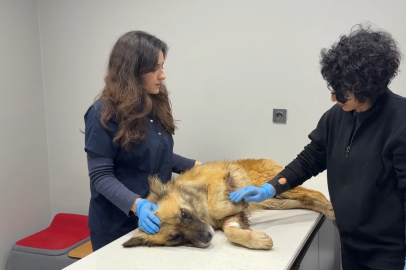 Manisa’daki taşkından kurtarılan 3 köpeğe Bursa’da şefkat eli