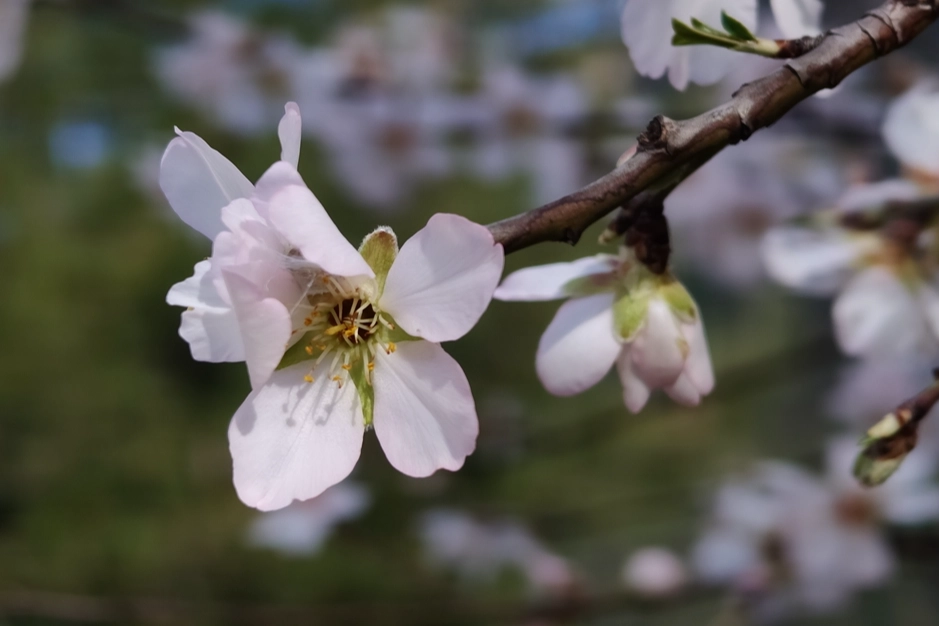 Burdur'da badem ağaçları çiçek açtı