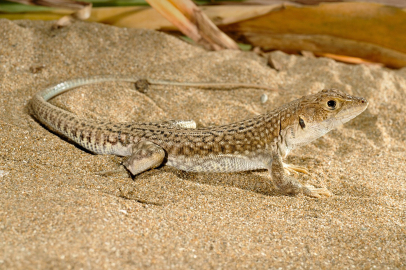 Burnaz’ın kumulları koruma bekliyor