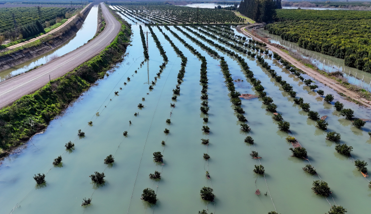 Çukurova’da baraj kapakları açıldı, tarım arazileri sular altında kaldı 2