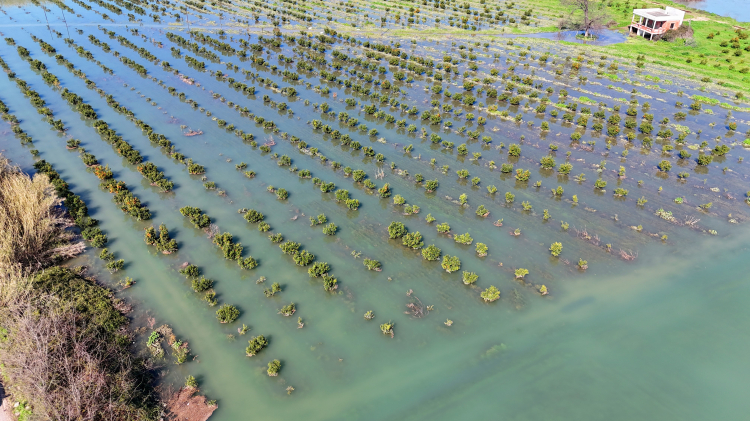 Çukurova’da baraj kapakları açıldı, tarım arazileri sular altında kaldı 2