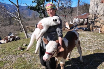 Görmeyen buzağıya anne oldu, Tomurcuk’u evladından ayırmadı