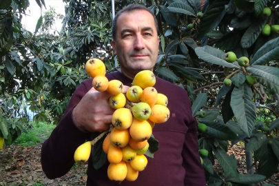 Mersin'de 'sarı altın' mesaisi: Yenidünya hasadında takvim değişti