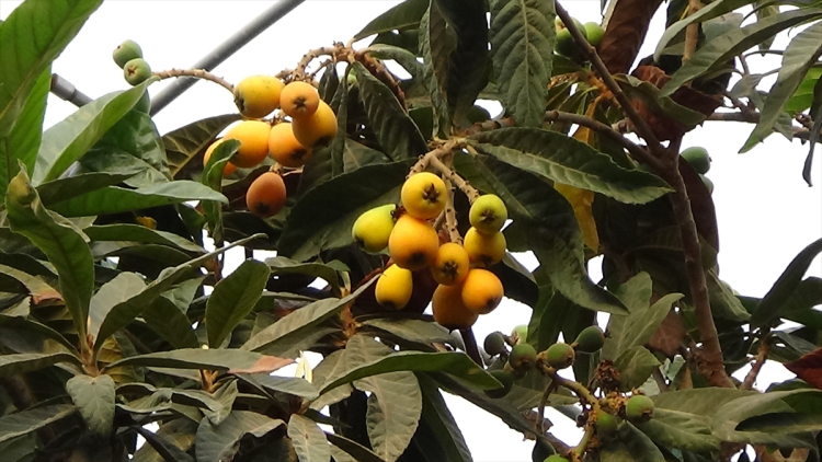 Mersin'de 'sarı altın' mesaisi Yenidünya hasadında takvim değişti 2