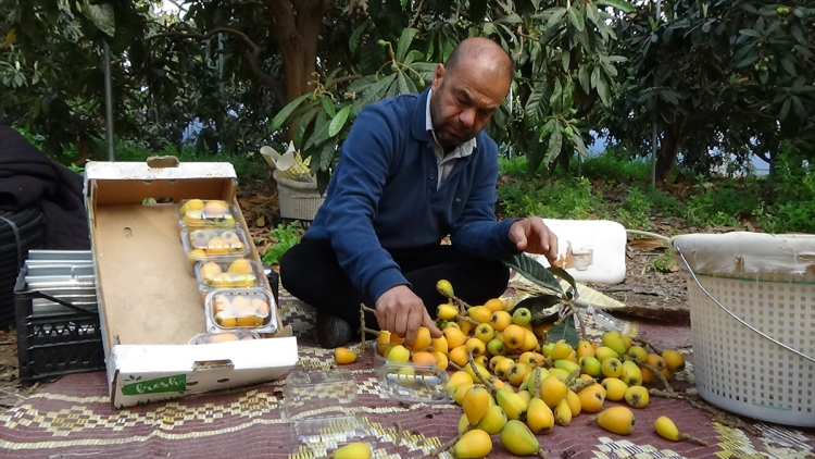 Mersin'de 'sarı altın' mesaisi Yenidünya hasadında takvim değişti 3