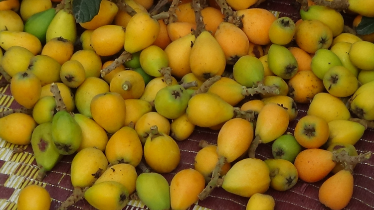 Mersin'de 'sarı altın' mesaisi Yenidünya hasadında takvim değişti 3