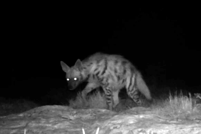 Nadir bir tür bireyi daha araç çarpması sonucu yok oldu