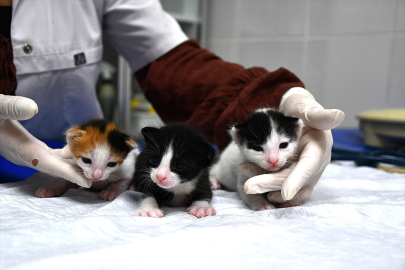 Doğum yapmakta zorlanan boncuk kedi sezaryenle yavrularına kavuştu