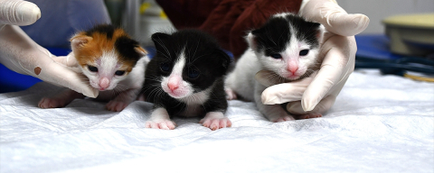 Doğum yapmakta zorlanan boncuk kedi sezaryenle yavrularına kavuştu