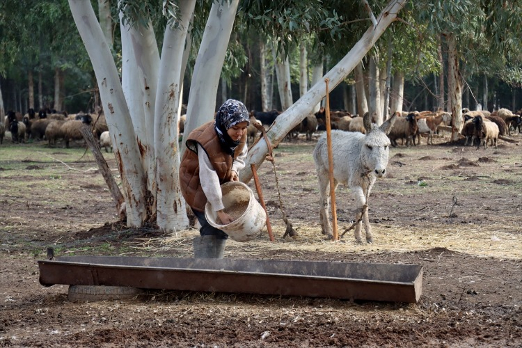 AHIRI YIKILDI, TÜM HAYVANLARI TELEF OLDU