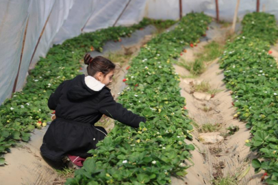 Adana’da narenciyeden umduğunu bulamayan üretici çilek üretimine yöneldi
