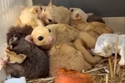 Doğa Koruma’dan yasa dışı yaban hayvanı satışına geçit yok