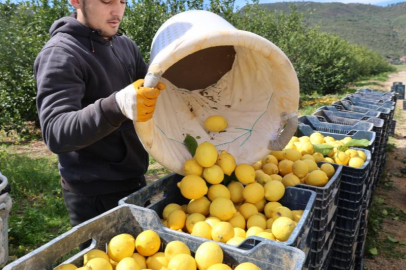 Adana’da dikenli limonun kilosu 60 liraya dayandı