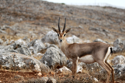 Hatay’dan doğa için mücadele çağrısı