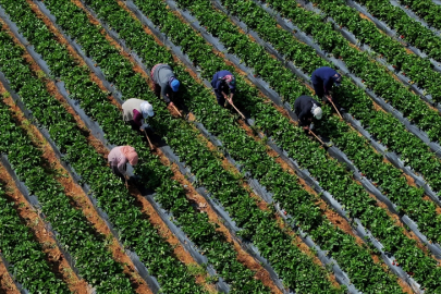 Çiftçilere 12,3 milyar liralık tarımsal destekleme ödemesi yarın yapılacak