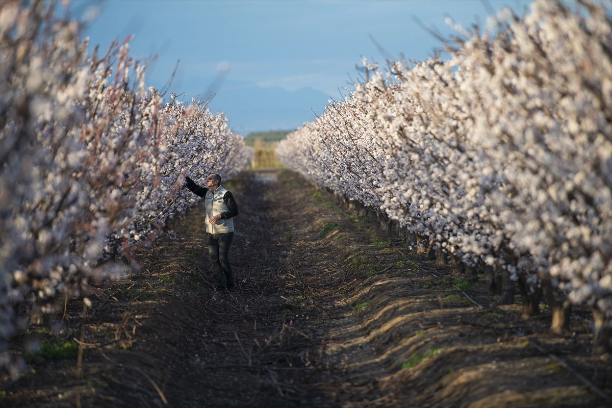 Hatay’da meyve ağaçları çiçek açtı