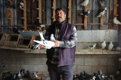 7 yaşında hediye edildi, 45 yıl sonra 200 güvercinlik bir aşk oldu