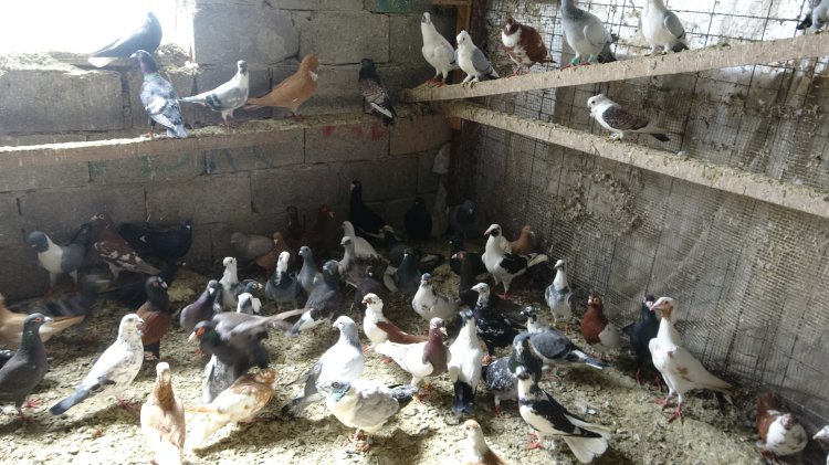 7 yaşında hediye edildi, 45 yıl sonra 200 güvercinlik bir aşk oldu 2