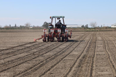Çukurova’da ekim başladı: Yağışların ardından çiftçiler mısır ve ayçiçeği tohumlarını toprakla buluşturdu