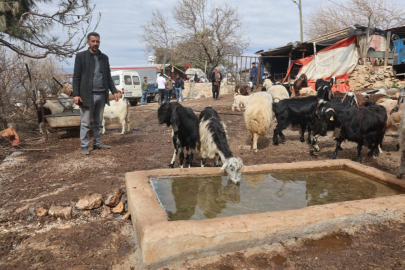 Hatay’da 43 küçükbaş hayvan şüpheli sudan içtikten sonra telef oldu
