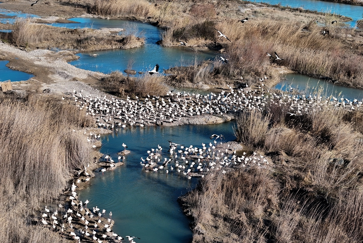 Leylek ve pelikan sürüleri Mersin’de mola verdi