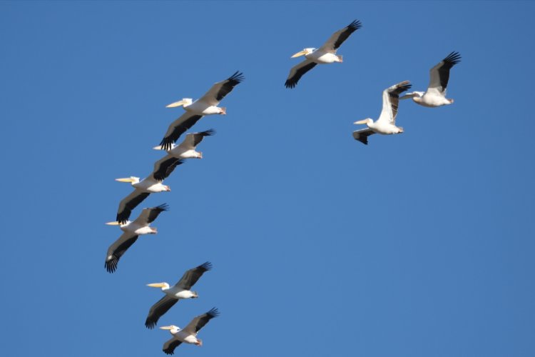 Göç yolculuğunda Mersin’de mola