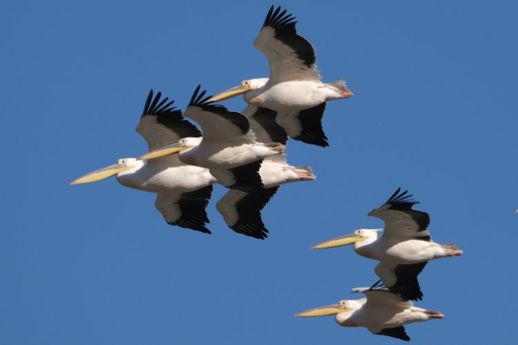 Göksu Nehri çevresinde besleniyorlar