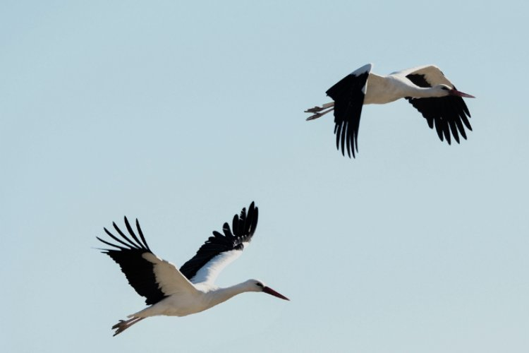 Göksu Nehri çevresinde besleniyorlar