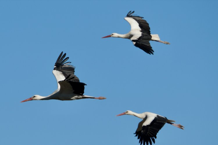 Baharın habercisi leylekler