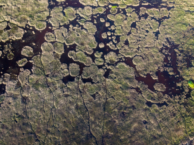 Milleyha Sulak Alanı göçmen kuşların yeni adresi oldu