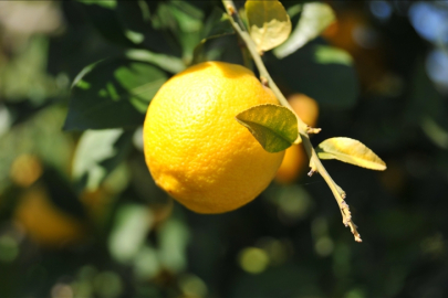 Limonda gümrük vergisi yeniden düzenlendi