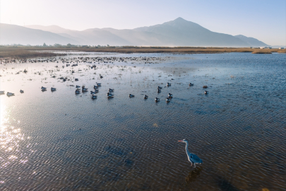 Milleyha Sulak Alanı göçmen kuşların yeni adresi oldu