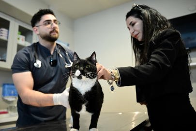 Ölüme terk edilen kedi mucizeyi başardı: “Tofi” yeniden yürümeye başladı