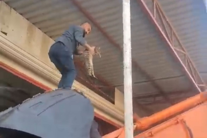 Adana’da çatıda mahsur kalan kediyi vatandaşlar kurtardı