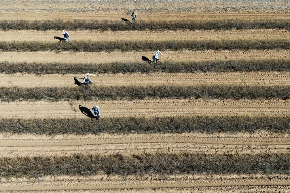 Isparta gül bahçelerinde budama mesaisi imece usulüyle başladı